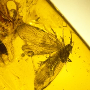 Moth preserved in Baltic amber