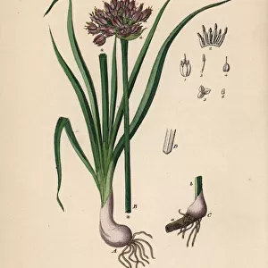 Mountain garlic, Allium lusitanicum