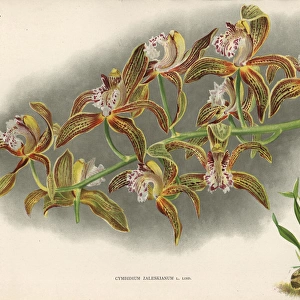 Mr Zaleskis cymbidium orchid, Cymbidium zaleskianum L Lind