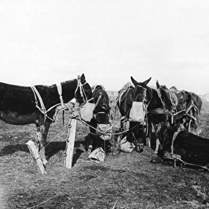 Mules wearing nosebags, Western Front, WW1