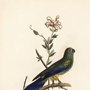 Mulga parrot, Psephotus varius