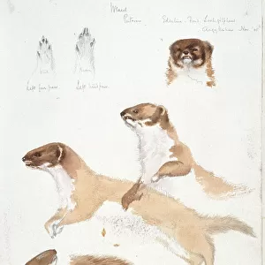 Mustelidae Related Images