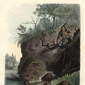 Native American man watching beavers, Castor