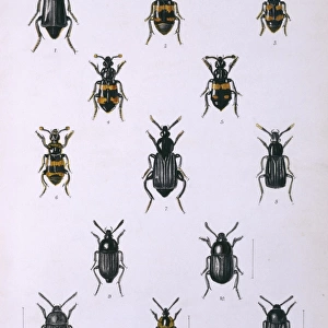Necrophorous, Necrodes & Silpha, beetles