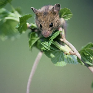 Northern birch mouse explores redcurrant branch