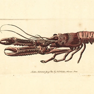 Norway lobster, Nephrops norvegicus