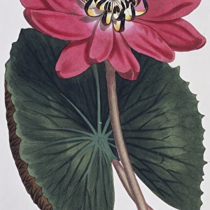 Nymphaea rubra, Indian red water lily