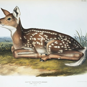 Odocoileus virginianus, white-tailed deer