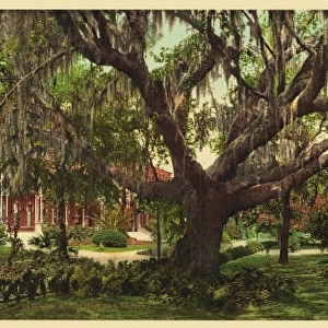Old oak at Tampa Bay Hotel