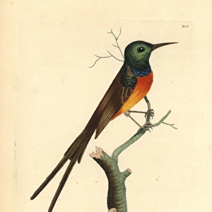 Orange-breasted sunbird, Anthobaphes violacea