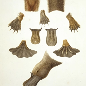 Ornithorhynchus anatinus, duck-billed platypus