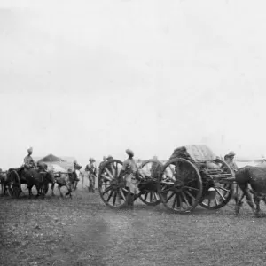 Ox transport carrying supplies, East Africa, WW1