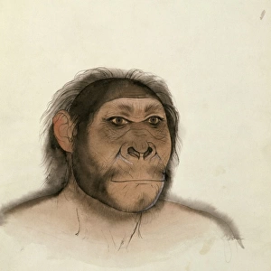 Paranthropus boisei (based on OH5)