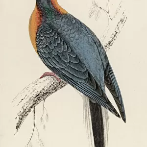 Passenger Pigeon-Extinct