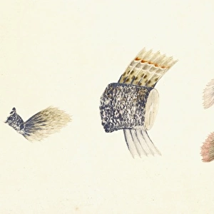Periophthalmus sp. mudskipper