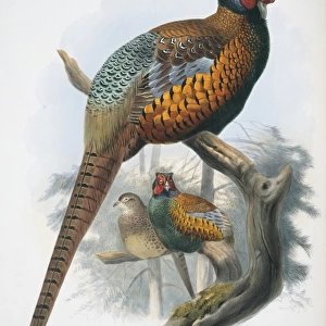 Phasianus colchicus elegans, common pheasant