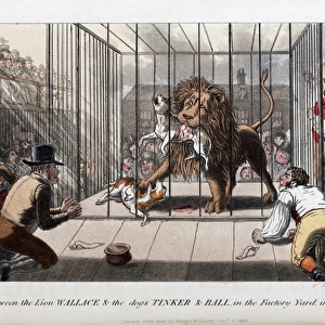 Pierce Egans Anecdotes: lion killing dogs in Warwick