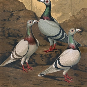 Pigeons - Three Dragoons, Birmingham Fancy