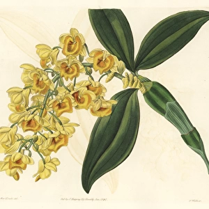 Pineapple orchid, Dendrobium densiflorum