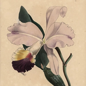 Pink and purple cattleya orchid, Cattleya mendeli