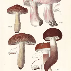 Pinkmottle woodwax, russet scaly tricholoma