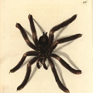 Pinktoe tarantula, Avicularia metallica