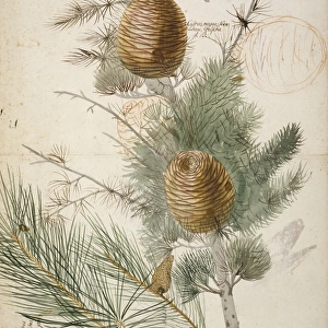 Pinus sylvestris, Scots pine (bottom) & Cedrus libani, cedar
