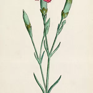Plants: Dianthus Caryophyllus or Clove Pink