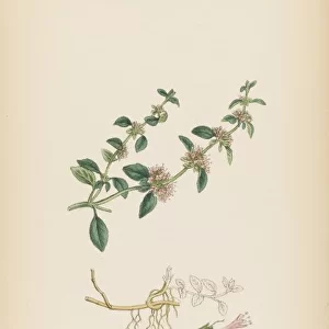 Plants / Mentha Pulegium