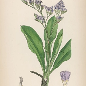 Plants / Sea Lavender