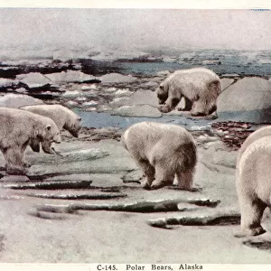 Polar Bears in Alaska, USA