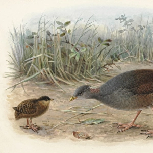 Polynesian Megapode (young and adult)