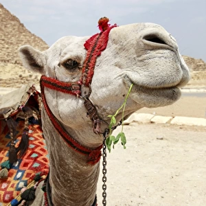 Portrait of a camel in Cairo, Egypt