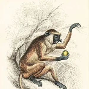 Proboscis monkey, Nasalis larvatus. Endangered