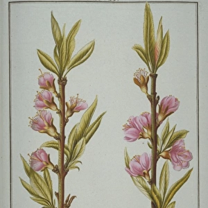 Prunus persica, small and large peach flower