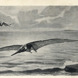 Pteranodon longiceps
