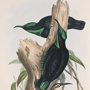 Ptiloris paradiseus, paradise riflebird