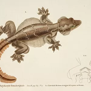 Ptychozoon kohli, flying gecko