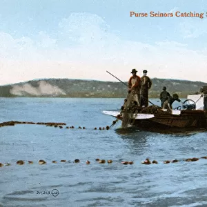 Purse Seinors Catching Salmon, Seattle, Washington, USA
