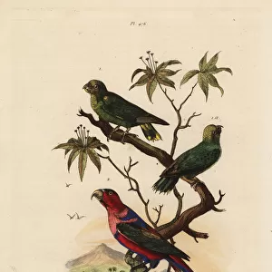 Pygmy parrot, Micropsitta pusio, and black-capped