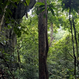 Rainforest and huge limestone rocks are typical