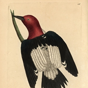 Red-headed woodpecker, Melanerpes erythrocephalus