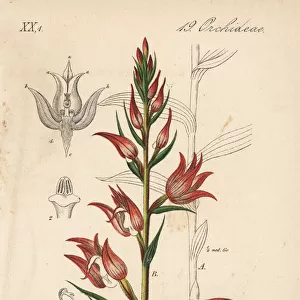 Red helleborine, Cephalanthera rubra