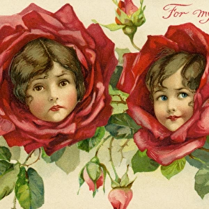 Red rose flower faces
