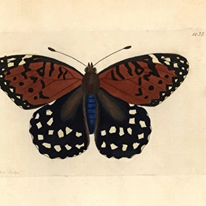 Regal fritillary butterfly, Speyeria idalia Vulnerable