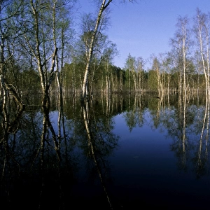 River Ugutka flooded valley in spring, typical scene