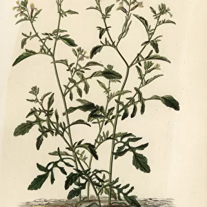 Rocket or arugula, Eruca vesicaria