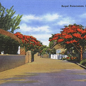 Royal Poincianas in Nassau, Bahamas, West Indies