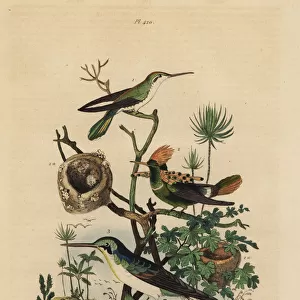 Rufous tailed hummingbird, tufted coquette