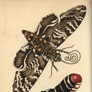Rustic sphinx moth, caterpillar and pupa, Manduca rustica